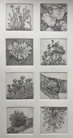 nine drawings of different plants and flowers