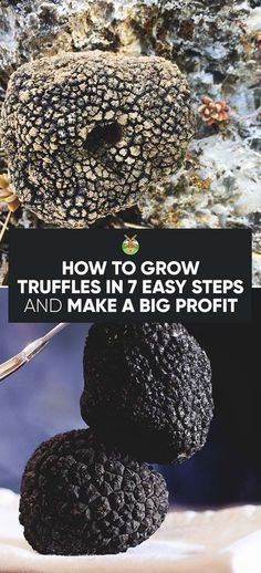 the cover of how to grow and make a big profits book, with three black truffles stacked on top of each other