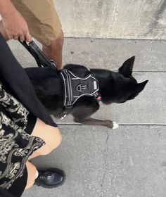 a black and white dog wearing a harness on it's back walking down a sidewalk