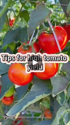 tomatoes growing on a tree with the words tips for high tomato yield written in white