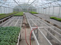 several rows of greenhouses with plants growing in them and hose connected to the ground