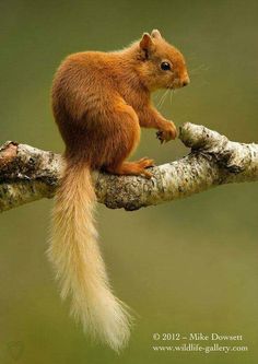 a red squirrel sitting on top of a tree branch with it's tail hanging down