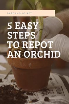 a potted plant with the words 5 easy steps to reppot an orchid on it