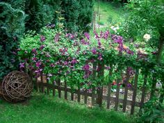 purple flowers growing on the side of a wooden fence