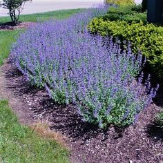 purple flowers growing in the middle of a flower bed next to a sidewalk and trees