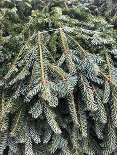 pine needles are growing on the top of this evergreen tree, which is almost ready to be cut down