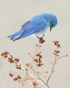 a blue bird sitting on top of a tree branch next to some leaves and berries