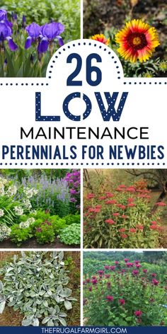 many different types of flowers and plants with the words 26 low maintenance perennials for newbies