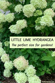 there is a sign that says little lime hydrangea the perfect size for gardens