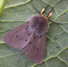 a brown and black moth sitting on top of a green leaf