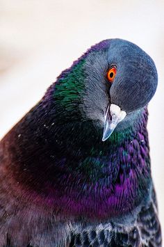 a close up of a bird with purple and green feathers