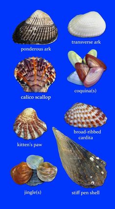 an image of seashells and their names