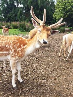 two deer standing on top of a dirt field next to grass and trees in the background