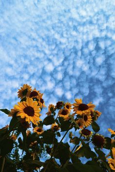 sunflowers in the foreground with blue sky and clouds