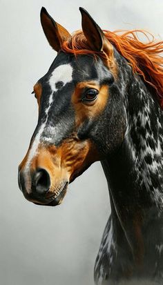 a black and white horse with orange hair