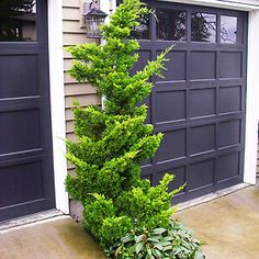 a tall green tree sitting in front of a garage