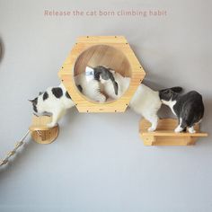 two cats are looking at themselves in the mirror while another cat is standing behind them