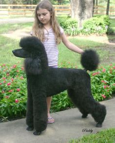 Poodle Styles, Standard Poodle Cuts, Dog Grooming Diy, Poodle Standard