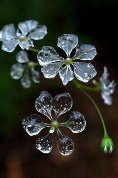 the flowers are covered with water droplets