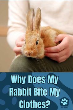 a person holding a rabbit with the caption why does my rabbit bite my clothes?