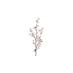 a branch with pink flowers on it against a white background