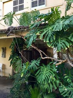 a house with lots of green plants and trees around the front porch area, next to a white chair