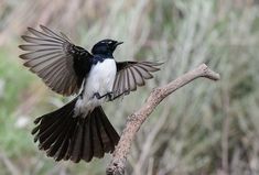 a black and white bird sitting on top of a tree branch with its wings spread