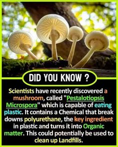 mushrooms growing out of the ground with caption that reads, did you know?