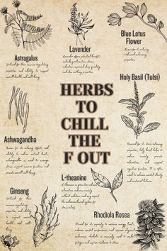 Herbs to chill the F out:   🌱Astragalus: Supports stress resistance and promotes overall calmness. 🌱 Lavender: Known for its soothing aroma, it reduces anxiety and promotes relaxation. 🌱 Blue Lotus Flower: Calms the nervous system and induces a gentle, euphoric state. 🌱 Ashwagandha: Reduces cortisol levels, helping to alleviate stress and promote calmness. 🌱 L-Theanine: Enhances relaxation and reduces anxiety without causing drowsiness. Chill The F Out, Herbs For Calming, L Theanine, Herbs For Relaxation