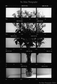 a black and white photo of flowers in a vase with multiple frames showing the same flower arrangement