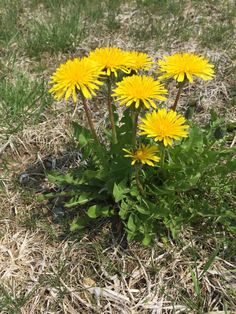 some yellow flowers are growing in the grass