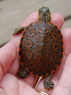 a small turtle sitting in the palm of someone's hand