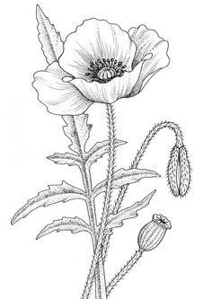 an ink drawing of a flower