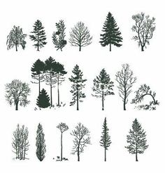 various types of trees are shown in black and white