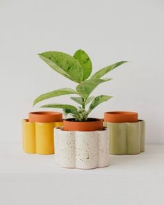 four small pots with plants in them on a white surface, one is green and the other two are yellow