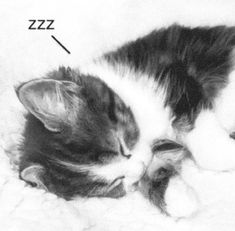 a black and white photo of a cat sleeping