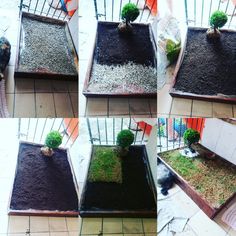 four pictures show the different stages of growing plants in small trays with dirt and grass