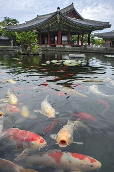 many koi fish are swimming in the water