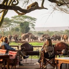 people sitting at tables watching elephants in the distance