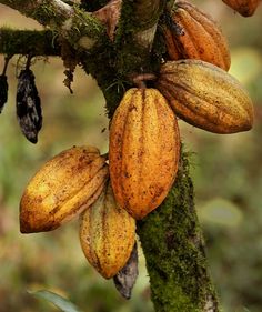 the fruit is growing on the tree in the forest