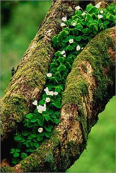 some white flowers are growing on a mossy branch