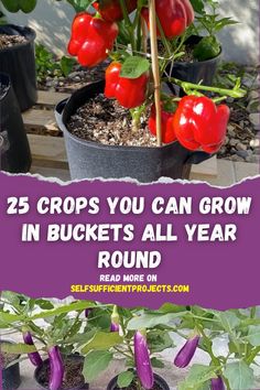 some red peppers are growing in pots with the words 25 crops you can grow in buckets all year round