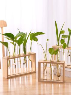 three glass vases filled with plants on top of a wooden table