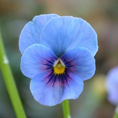 a blue flower with yellow stamen in the center