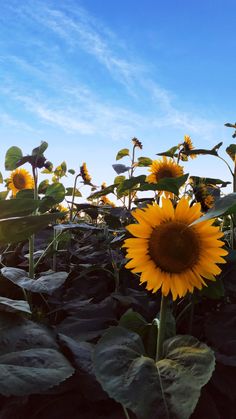 sunflowers are blooming in the field on a sunny day