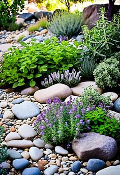 a garden filled with lots of rocks and plants