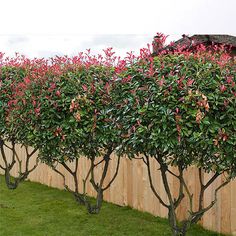 some very pretty trees in front of a wooden fence with flowers growing on the top