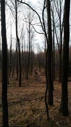 the woods are covered in brown grass and bare trees