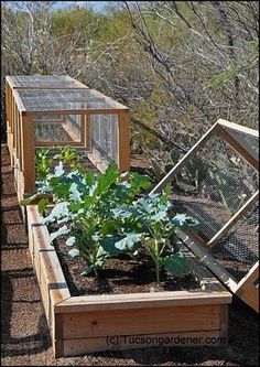 several wooden raised garden beds with plants growing in them