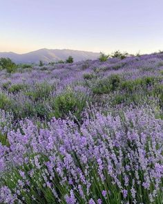 lavender flowers blooming on the side of a hill